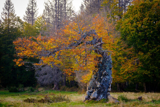 Herbstfarben