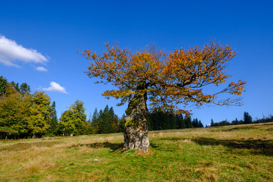 Hochschachten