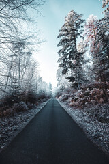 chemin de forêt en hiver - 462152939