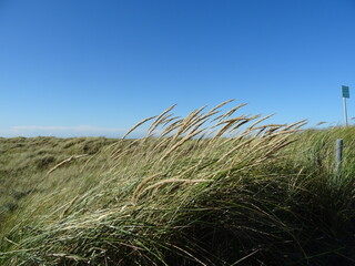 Fototapeta premium In den Dünen
