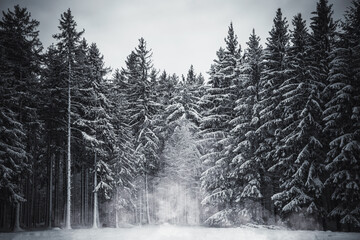 Ambiance froide et hivernale en forêt - 462153197