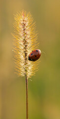 ladybird on a flower