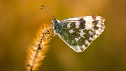 butterfly on the grass