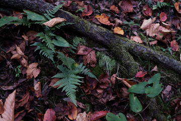 紅葉と落ち葉とシダ Autumn leaves, fallen leaves and ferns