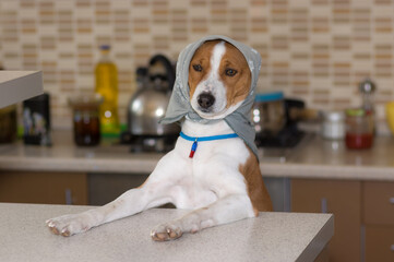 Funny portrait of basenji female posing on a kitchen wearing kerchief and being  mistress of the house