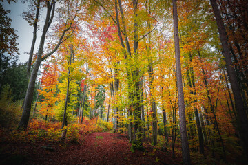 Colorful leaves in the nature and autumn landscape from Bavaria and the Bavarian Forest.
