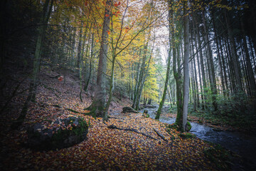 Obraz premium Colorful leaves in the nature and autumn landscape from Bavaria and the Bavarian Forest.