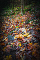 Colorful leaves in the nature and autumn landscape from Bavaria and the Bavarian Forest.