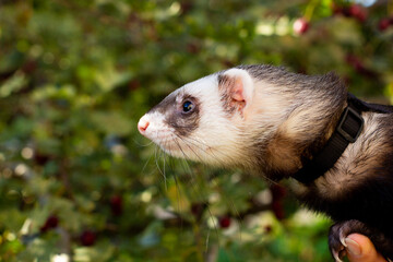 Ferret in the Green Grass sunset evening