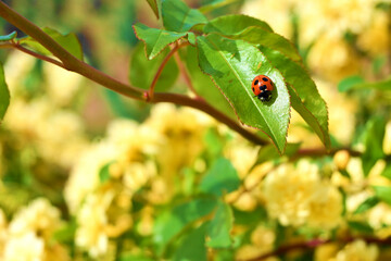 モッコウバラの葉とてんとう虫