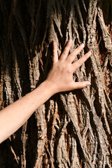 male hand touching the old bark of a centenary chestnut tree in the forest, protect nature, green...