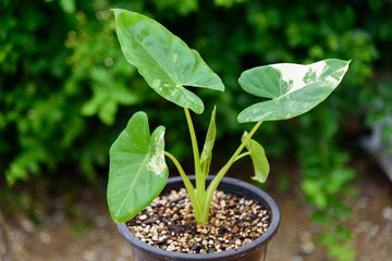 Closeup to little fresh Alocasia macrorrhizos 