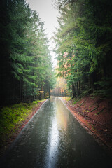 Colorful leaves in the nature and autumn landscape from Bavaria and the Bavarian Forest.