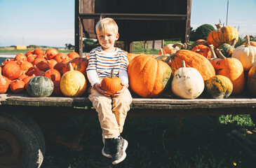 Child picking pumpkins at farm market. Thanksgiving holiday and Halloween. Family autumn season background.