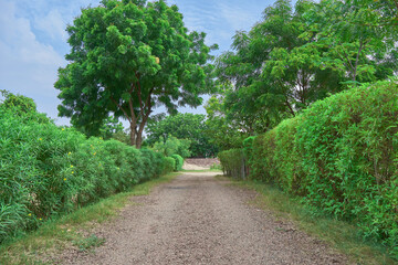 Fototapeta na wymiar Hedge line country path