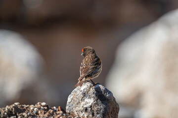 Red-fronted Serin (Serinus pusillus) perched on a rock