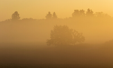 Tree silhouette in misty fog. Gold colored sunrise, Czech landscape