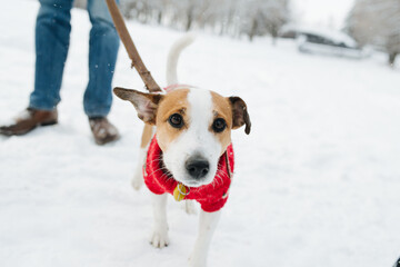 Jack russell terrier walking on leash outdoors in winter wearing dog sweater - obrazy, fototapety, plakaty