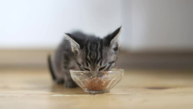 Cute kitten eating pate from a bowl on a wooden floor, kitten first food complementary food, pet care, stray kitten at home