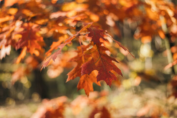 Oak branches with orange autumn leaves on a blurred background. Autumn background with oak leaves