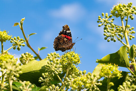 Beautiful peacock butterfly (Aglais io) sitting on a plant in a nice garden on a sunny day