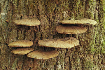 specimen of artist's bracket fungus
