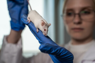 A serious woman scientist in a white medical coat holds a mouse by the tail and holds the animal...