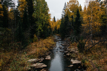 autumn, October, mountain river, yellow birches around