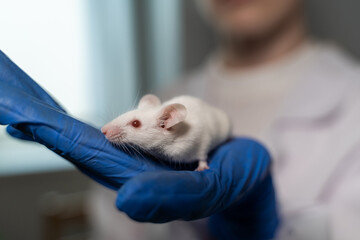 A beautiful albino mouse with red eyes sits in a hand in a rubber glove. A laboratory assistant in a white coat is seen from behind. Close-up, blurred background.