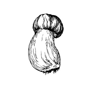 recommend clip art: Edible Boletus edulis wild mushroom (cep, porcini, king bolete, penny bun). Black and white outline illustration, hand drawn work isolated on white background