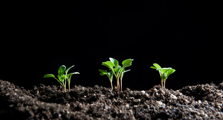 Pequenas mudas de hortaliças brotando de solo fértil