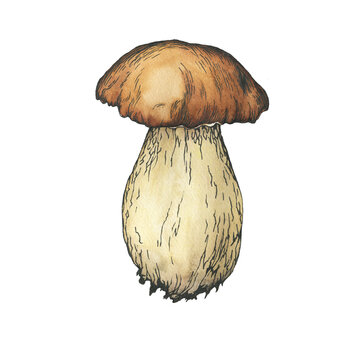 recommend clip art: Edible Boletus edulis wild mushroom (cep, porcini, king bolete, penny bun). Black outline illustration with watercolor hand drawn painting, isolated on white background.