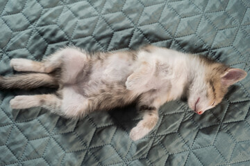 Tabby kitten with a white belly is fast asleep lying on its back. Lovely pets. Close-up, top view.