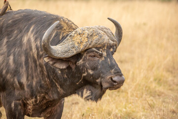 Obraz premium Dagga Boy