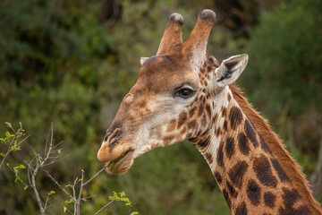 Giraffe