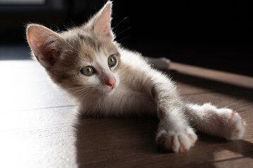 A graceful kitten with beautiful reddish-green eyes lies on the wooden floor. Love for pets. Close-up, black background.