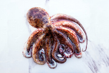 Whole raw octopus on a white  stone table. Concept- healthy food, fresh seafood. Selective focus.