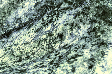 The texture of the wet skin of a large octopus. Bright abstract background