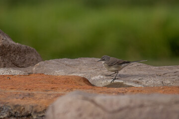 Wagtail