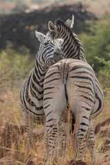 Zebras Stripes