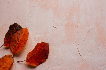 the leaves are red autumn along the edge of the frame on a pink textured surface. space for text. top view