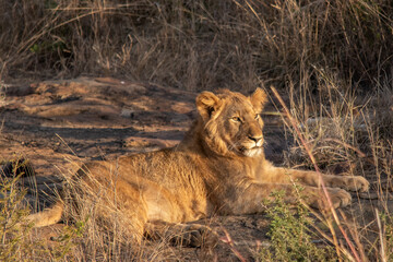 Fototapeta na wymiar Lions of Nambiti
