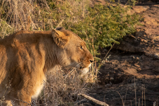 Lions of Nambiti