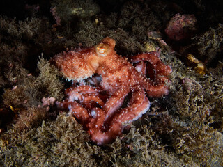 White-spotted octopus (octopus macropus) in the Mediterranea sea