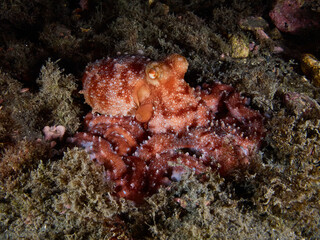 Fototapeta na wymiar White-spotted octopus (octopus macropus) in the Mediterranea sea