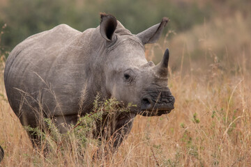 Rhino
