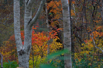 Fototapeta premium 紅葉した林が雨に濡れていた