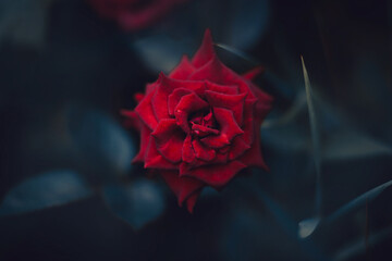A scarlet beautiful fragrant rose blooms among dark leaves in the night twilight of summer. Nature and passion.