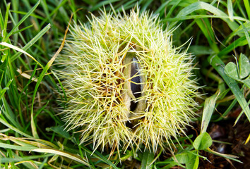 A sweet chestnut cupule that has fallen off the tree onto the ground. The spiny cupule is just...