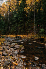 autumn, October, mountain river, yellow birches around
